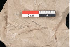 Foto (Detailansicht) von Taxodium distichum miocenicum Heer (NHMW-GEO-2024-0188-6425)